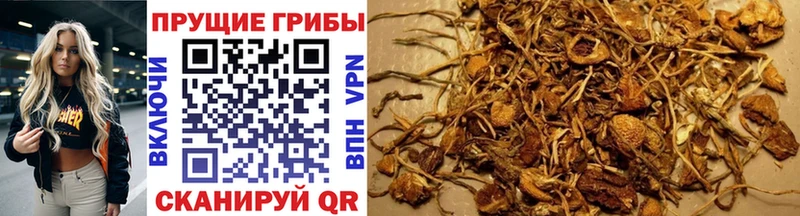 Галлюциногенные грибы Psilocybe  Ипатово 
